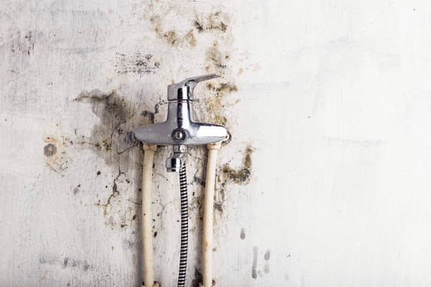 Best Mold Remediation for Specific Building Types in Gages Lake, IL